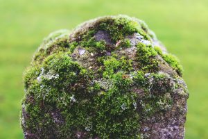 Moss Stone